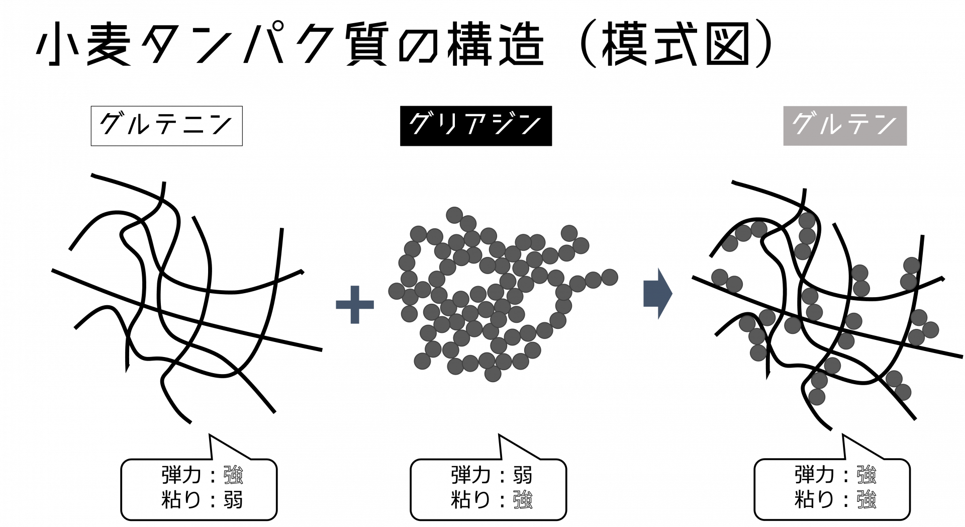小麦タンパク質の構造（模式図）  